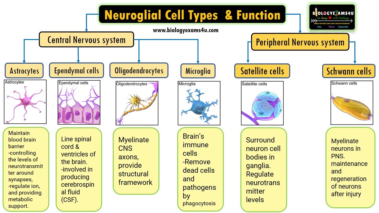 <p><span>What are the functions of the neuroglia in the CNS; astrocytes, microglial cells, ependymal cells, oligiodendrocytes</span></p>