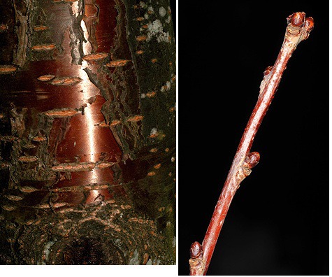 Blades: oblong and lanced shaped, finely serrated
Reproductive: rounded, stubby buds
Bark: smooth and shiny, reddish brown with horizontal stripes