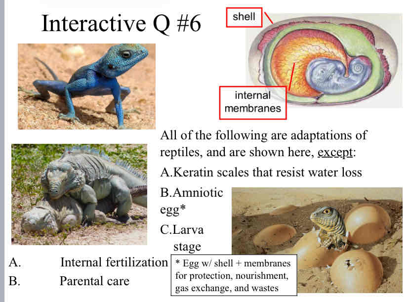 <p>Practice Question (Reptiles) - All of the following are adaptations of reptiles, and are shown here, <u>except</u>:</p>