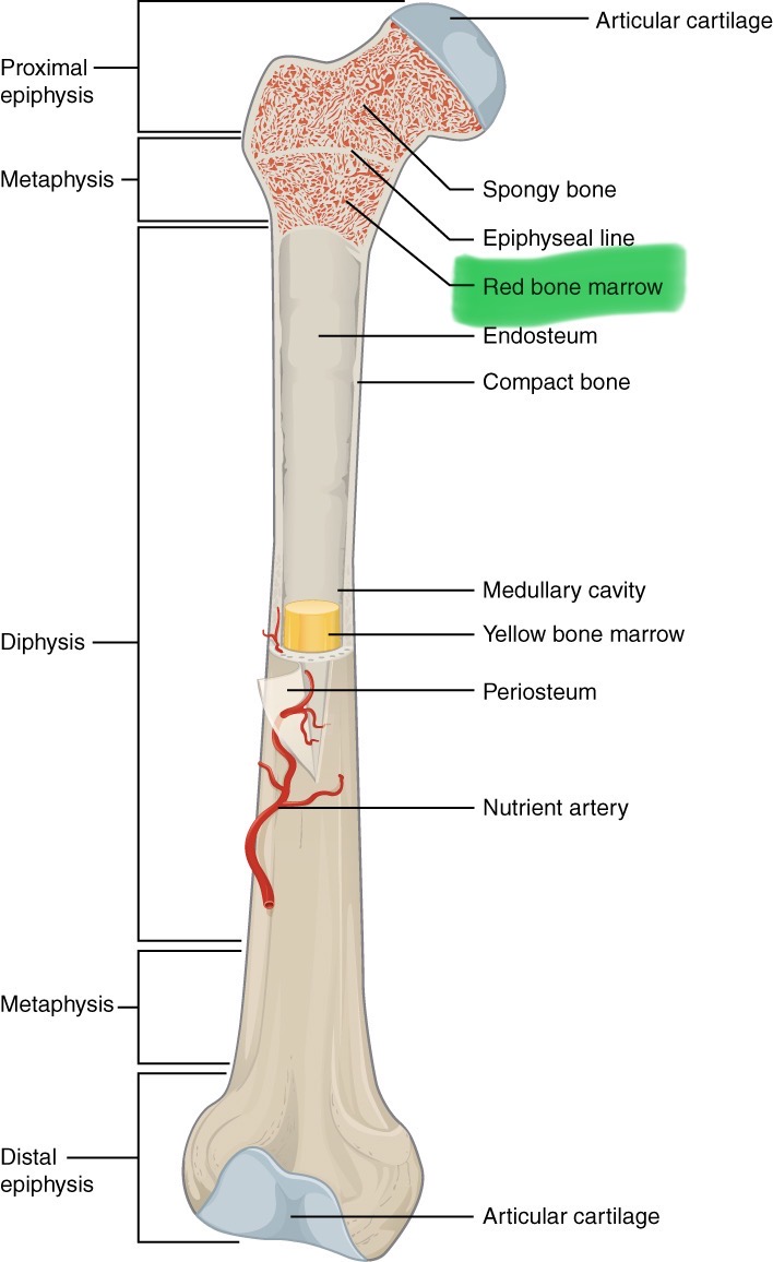 <p>Red or yellow, lines medulla cavity, found in spongy bone spaces</p>