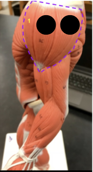 <p>What is #1 of the deltoid, the origin and the insertion?</p>