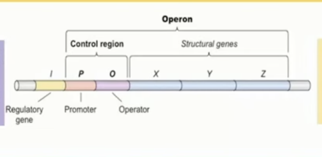 <ul><li><p>because transcription and translation occur at basically the same time in the same place, gene regulation focuses on transcription by grouping their genes in transcription units (operons)</p></li><li><p>the genes in an operon are transcribed as a single mRNA sequence but will produce separate proteins because of multiple start and stop codons</p></li><li><p>There are three types of operons</p><ul><li><p><strong>inducible </strong>- a set of genes that are normally turned off unless turned on to maintain homeostasis</p><ul><li><p>catabolic - the breakdown of complex carbs so most inducible operons are catabolic because it only allows for the breakdown of a complex molecule if it is present</p></li></ul><ul><li><p>Ex. Lac operon - a group of genes that code for proteins that help breakdown lactose and are only activated when lactose is in the environment. Glucose is also prefered over lactose so the genes are only turned on when glucose is in low supply</p></li></ul></li><li><p><strong>repressible</strong> - genes that are turned on unless turned off in order to maintain homeostasis</p><ul><li><p>anabolic - simple molecules that are bound together to create complex molecules and the produced complex molecule acts to activate the repressor and turn off the operon</p></li></ul><ul><li><p>Ex. trp operon - controls the production of the amino acid tryptophan. High concentrations of this amino acid will turn of the gene</p></li></ul></li><li><p><strong>Constitutively active operons</strong> - genes that are always produced to maintain homeostasis “housekeeping” genes</p></li></ul></li></ul>