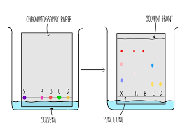 <p>How does chromotography separate mixtures?</p>