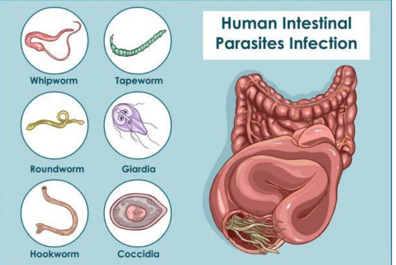 <p>Parasites are organisms that live off other organisms called hosts to survive, Parasites are often spread through contaminated water, food, waste and soil. Can be unicellular or multicellular, In humans they mostly affect the intestines or the skin. </p>