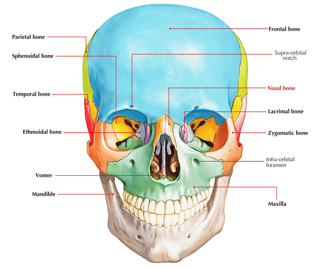 <p>Nasal Bones (2)</p>