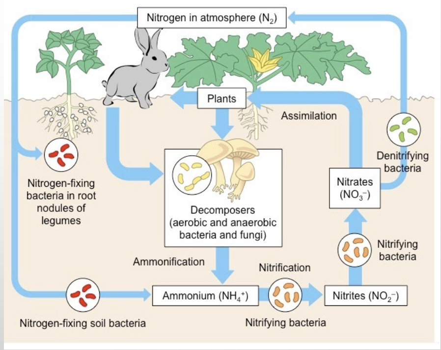 <p>most abundant gas in the atmosphere (but in an unavailable form)</p><ol><li><p>nitrogen fixation</p></li><li><p>nitrification</p></li><li><p>denitrification</p></li></ol><p>effects of commercial agriculture: increases air pollution and acid rain, uses inorganic fertilizers, livestock release ammonia, wetland denitrification is reduced so less nitrogen enters atmosphere → fosters environment for weeds, eutrification, altered food web, etc</p>