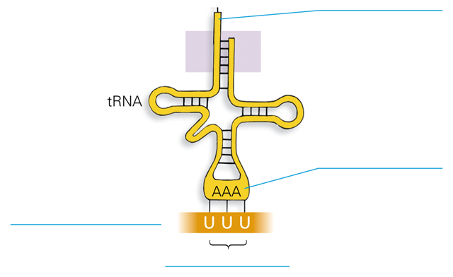 <p>What type of RNA is this?</p>