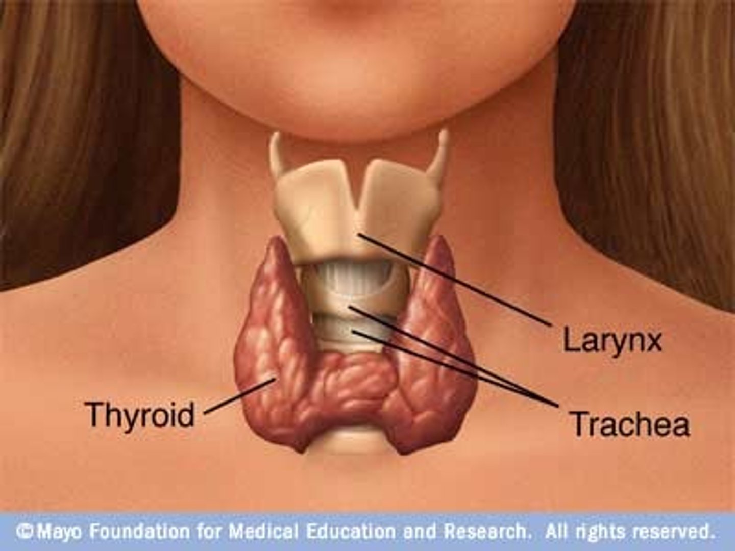 <p>Bottom of the neck</p><p>2 important hormone = Thyroid hormon + Calcitonin</p>