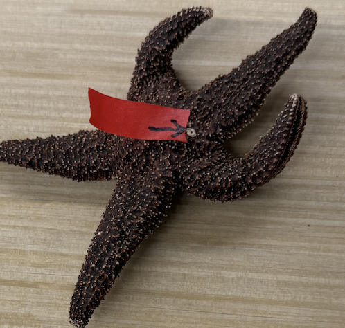 <p>Phylum, name of system for gas exchange, name of structure</p>