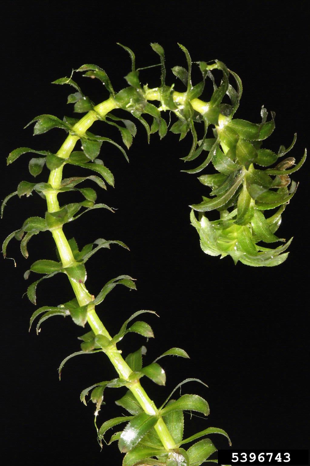 Family: Hydrocharitaceae

SN: Hydrilla verticillata