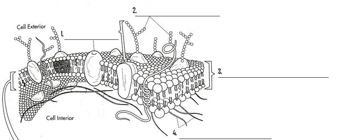 <p>What are 1, 2, 3, and 4?</p>