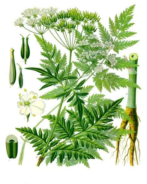 <p><em>Apiaceae -</em> miříkovité</p><p><em>Anthriscus sylvestris -</em> kerblík lesní</p>