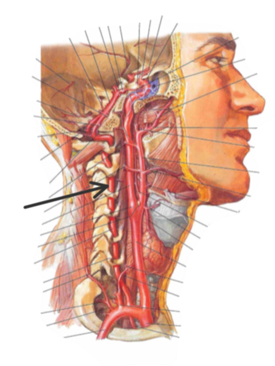 <p>identify the structure(s) indicated by the arrow</p>
