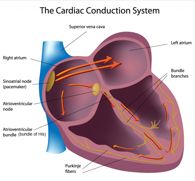 <p>bundle of specialized muscle cells that electrically stimulate the atria to relax and contract</p><p>right atrium</p>