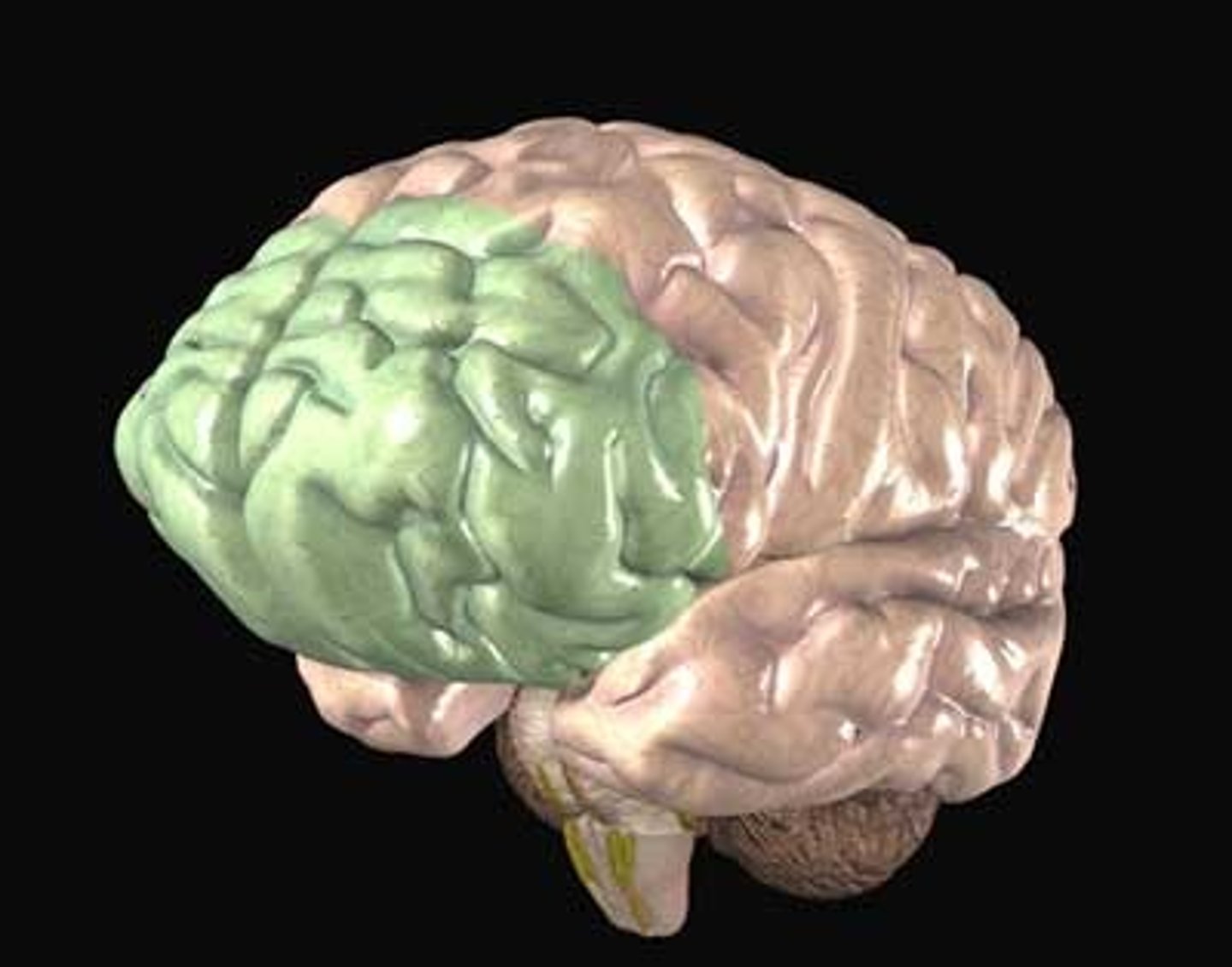 <p>is the cerebral cortex which covers the front part of the frontal lobe; primary spot for decision making</p>