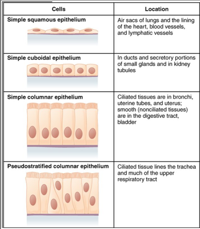 <p>Epithelial cell</p>