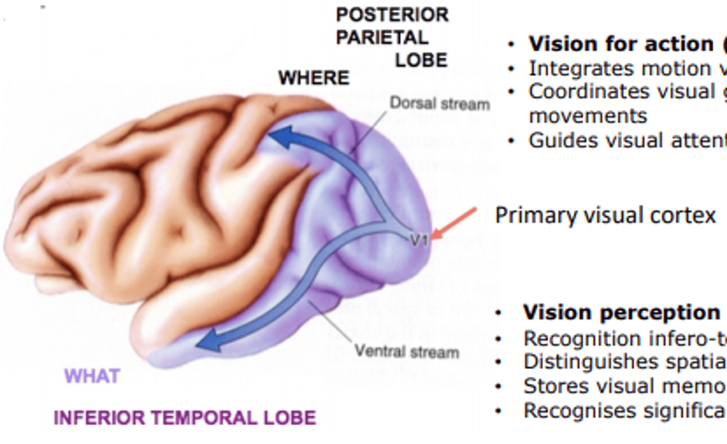<p>The idea that there is a "where" and a "what" pathway in the brain. As visual information exits the occipital lobe, and as sound leaves the phonological network, it follows two main pathways, or "streams". The ventral stream (also known as the "what pathway") leads to the temporal lobe, which is involved with object and visual identification and recognition. The dorsal stream (or, "where pathway") leads to the parietal lobe, which is involved with processing the object's spatial location relative to the viewer and with speech repetition</p>
