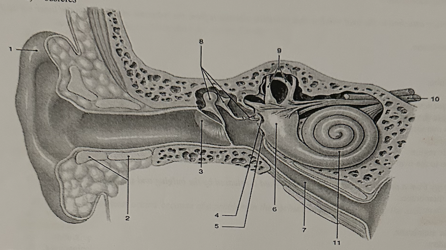 **Identify the structure labeled “3”**

a. cochlea

b. semicircular canals 

c. auricle

d. tympanic membrane 

e. vestibule