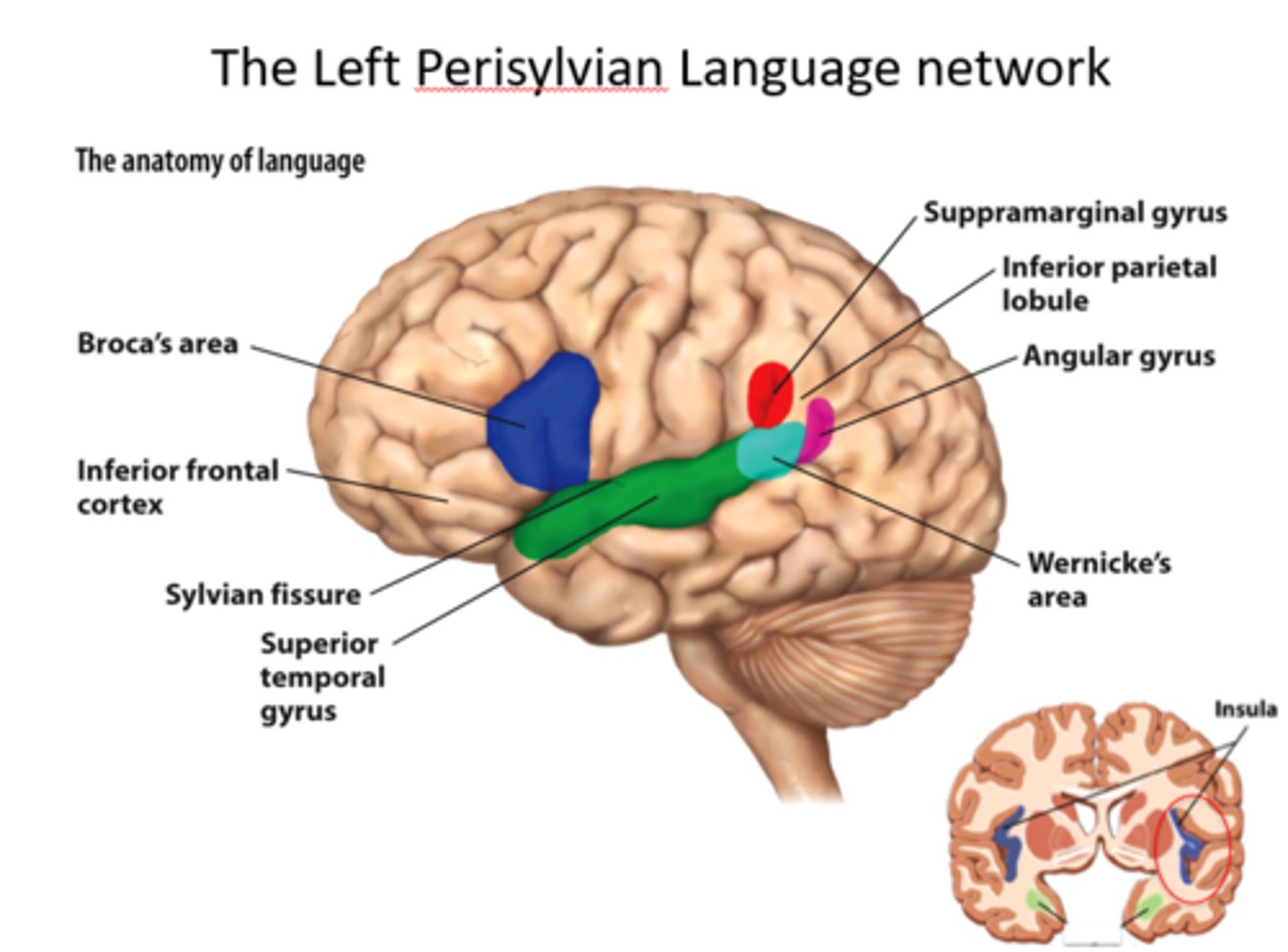 <p>Cortical regions responsible for language comprehension and production in the left lateral hemisphere. Includes Broca's, Wernicke's, connected by the arcuate fasciculus.</p>