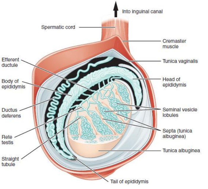 <ul><li><p class="">Functions:</p><ul><li><p class="">Spermatogenesis (sperm cell development)</p></li><li><p class="">Testosterone production</p></li></ul></li><li><p class="">Sperm production pathway:</p><ul><li><p class="">Occurs in seminiferous tubules</p></li><li><p class="">Spermatozoa secreted into tubule lumen → epididymis → vas deferens → expelled from testes</p></li></ul></li></ul><p></p>