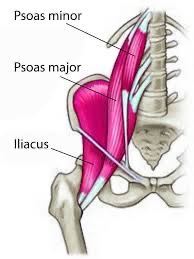 <p>psoas (major and minor) action/function </p>