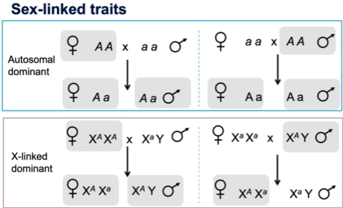 <p>Trait influenced by gene on a sex chromosome (either X or Y)</p><p>Autosomal dominant - all offspring will be affected regardless of the affected parent (male or female)</p><p>Sex-linked dominant (on X chromosome) - Female parent affected, all offspring will inherit and display trait, Male parent affected, only female offspring will inherit as male offspring inherits Y chromosome from male parent</p>