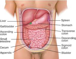 <p>Part of the ventral cavity that contains the abdominal and pelvic organs.</p>