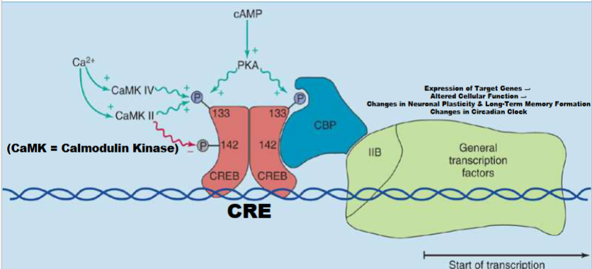 <p>when activating or inhibiting will control action of CRE-B</p><p>anothe rmecahnism where gene transcription can be controlled</p><ol><li><p class="my-2 [&amp;+p]:mt-4 [&amp;_strong:has(+br)]:inline-block [&amp;_strong:has(+br)]:pb-2"><span><strong>Ca²⁺/Calmodulin Kinase Pathway:</strong></span><br><span>Increased Ca²⁺ activates CaMK II/IV → phosphorylates CREB.</span></p></li><li><p class="my-2 [&amp;+p]:mt-4 [&amp;_strong:has(+br)]:inline-block [&amp;_strong:has(+br)]:pb-2"><span><strong>cAMP/PKA Pathway:</strong></span><br><span>Increased cAMP activates PKA → phosphorylates CREB (e.g., at serine-133).</span></p></li><li><p class="my-2 [&amp;+p]:mt-4 [&amp;_strong:has(+br)]:inline-block [&amp;_strong:has(+br)]:pb-2"><span><strong>Transcription Activation:</strong></span><br><span>Phosphorylated CREB binds CRE (cAMP Response Element) on DNA, recruits CBP (coactivator), and initiates gene transcription.</span></p></li><li><p class="my-2 [&amp;+p]:mt-4 [&amp;_strong:has(+br)]:inline-block [&amp;_strong:has(+br)]:pb-2"><span><strong>Cellular Effects:</strong></span><br><span>Alters gene expression, leading to neuronal plasticity, long-term memory formation, and circadian rhythm regulation.</span></p></li></ol><p><br></p>