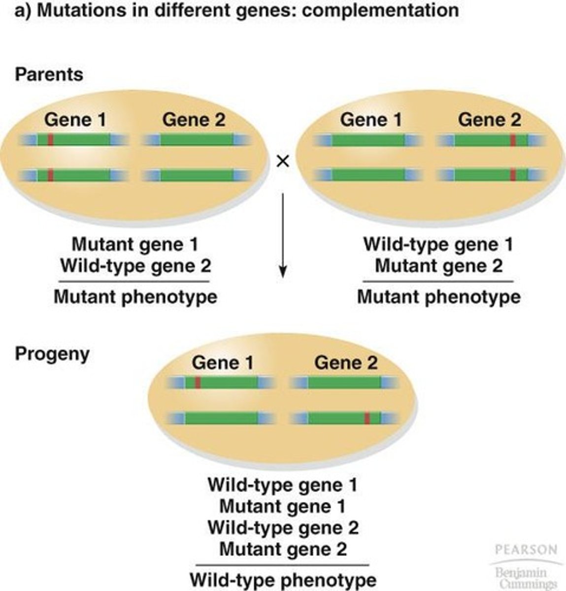 <p>The F1 phenotype will be wild type.</p>