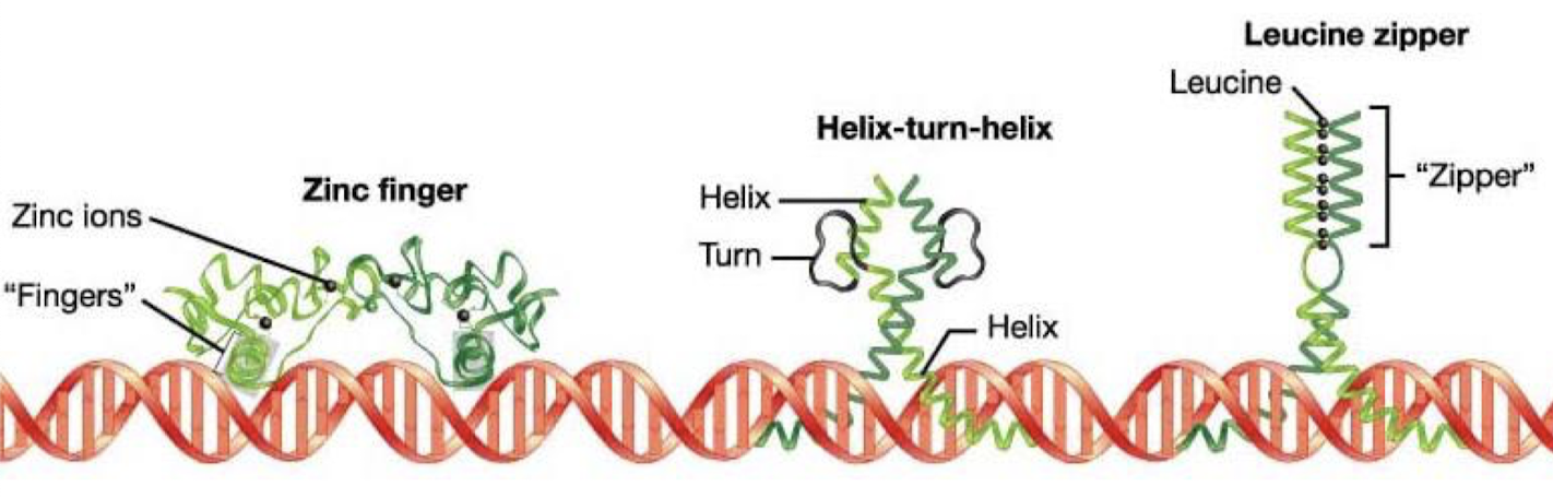<p>motifs. Helix-turn-helix (HTH), zinc fingers, and leucine zippers.</p>
