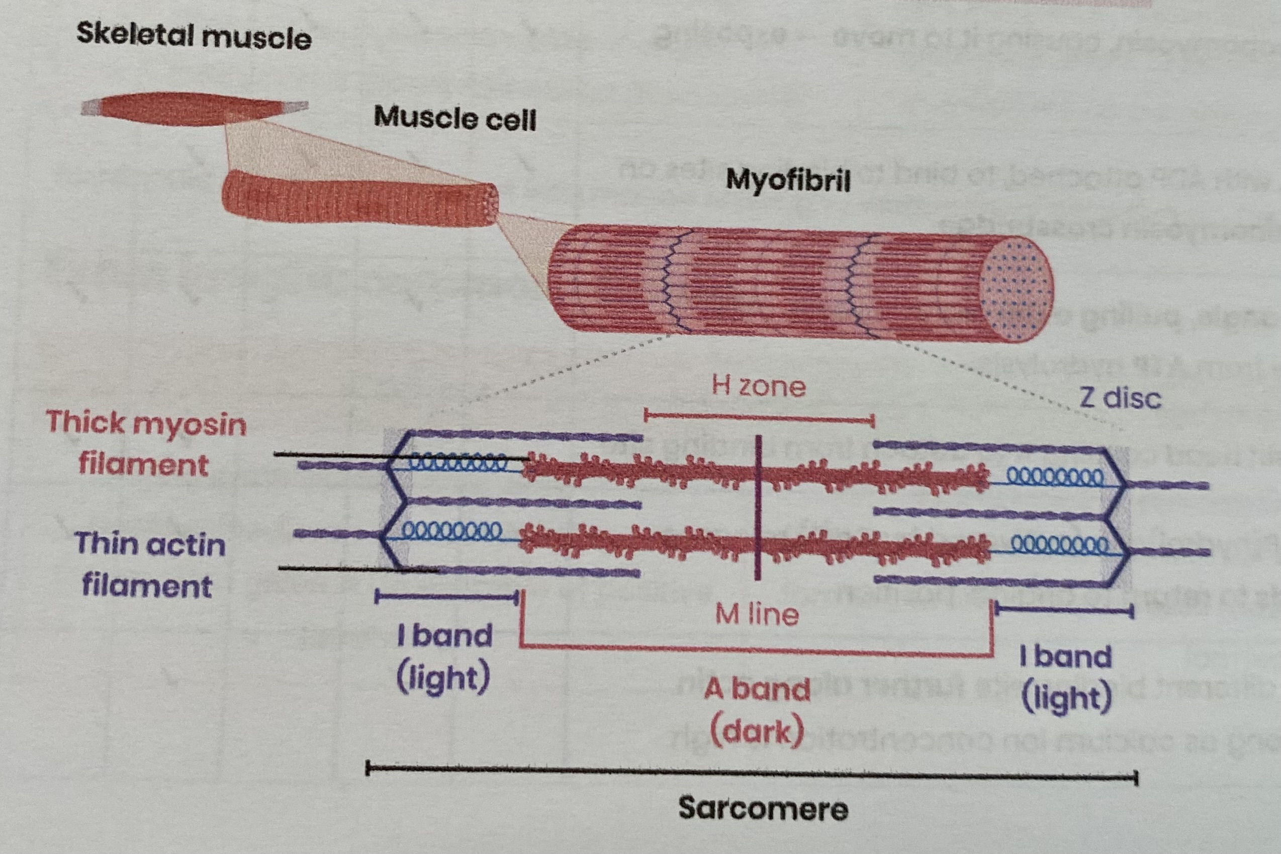 <ul><li><p>Made of 2 types of long <strong>protein filaments</strong>, arranged in parallel</p><ul><li><p><strong>myosin</strong>- <strong>thick</strong> filament</p></li><li><p><strong>actin</strong>- <strong>thin</strong> filament</p></li></ul></li><li><p>Arranged in functional units called <strong>sacromeres</strong></p><ul><li><p>ends- <strong>Z-line/ disc</strong></p></li><li><p>middle- <strong>M-line</strong></p></li><li><p><strong>H zone</strong>- contains only myosin </p></li></ul></li></ul><p></p>