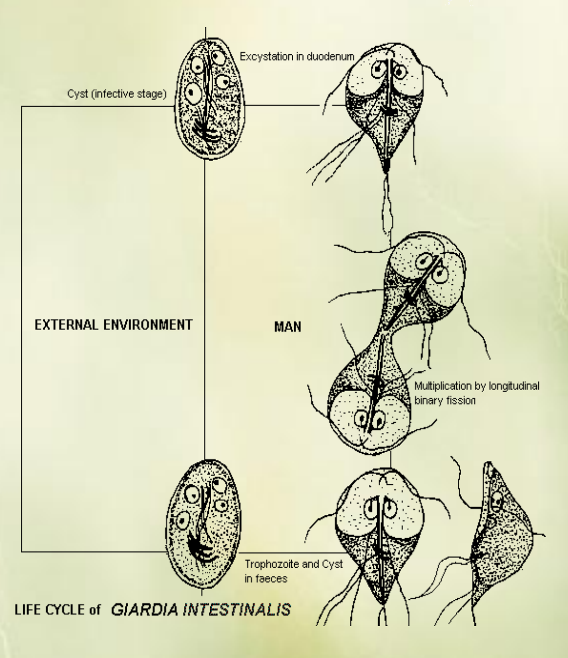 <p>Life cycle of <strong>Giardia Intestinalis </strong></p><ol><li><p><strong>ingestion</strong>: cysts are ingested by the host through contaminated water or food</p></li><li><p><strong>excystation:</strong> in the intestines, cysts are exposed to stomach acid → activating the release of trophozoites.</p></li><li><p><strong>trophozoite stage:</strong> multiplication by binary fission, attaching to intestinal wall, GIT symptoms.</p></li><li><p><strong>encystation:</strong> trophozoites transform back into cysts</p></li><li><p><strong>excretion</strong>: cysts are excreted in the host`s feces, where they can contaminate water or soil, completing the life cycle.</p></li></ol><p>Way of transmission: water, food (with cysts)</p><p>occurrence: spring autumn. </p>