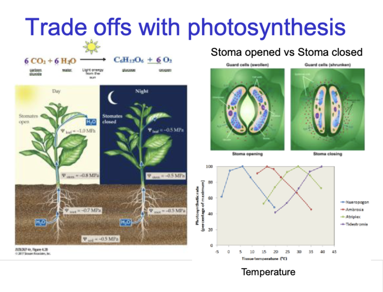 <p>Stoma open during day</p><ul><li><p>stoamtes open</p></li><li><p>Water travels up</p></li><li><p>more water flow in leaf, stem, roots</p></li><li><p>carbon doxide intake allowed</p></li></ul><p>Stoma closed during night</p><ul><li><p>stoamtes closed&nbsp;</p></li><li><p>more water still, to prevent water loss</p></li></ul><p></p>
