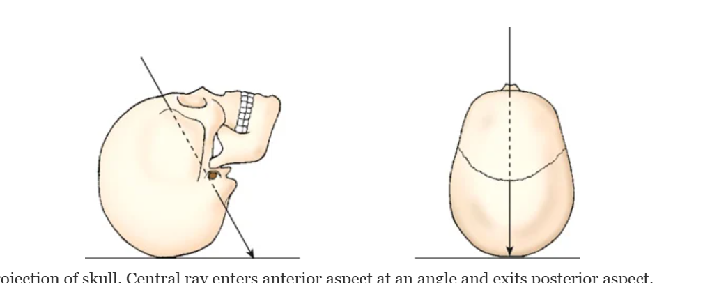 <p>Name the projection</p>
