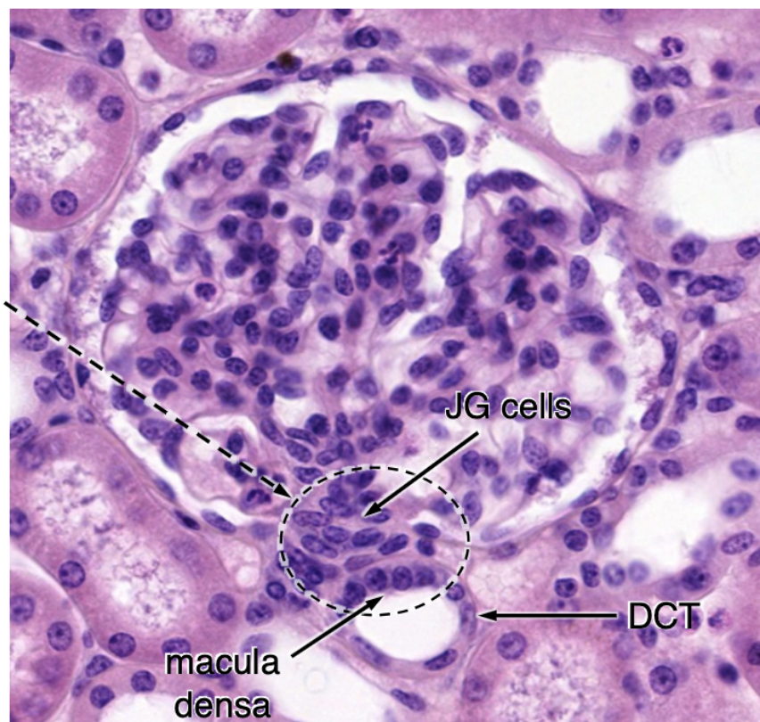 <ol><li><p>JG cells</p></li><li><p>macula densa</p></li><li><p>lacis cells</p></li></ol><p></p>