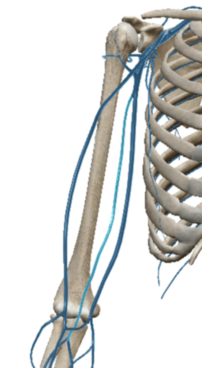 <p>Large vein on the outermost side of the upper arm</p>