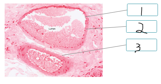 <p>Label the components of the walls of the artery and vein.</p><p><span style="font-size: inherit; font-family: inherit"><br></span></p>