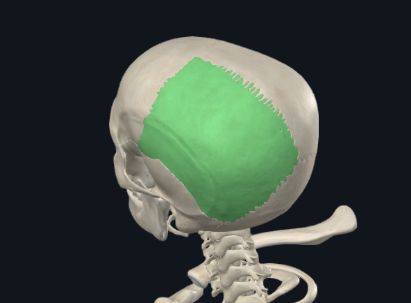 <p>What is this bone?</p>