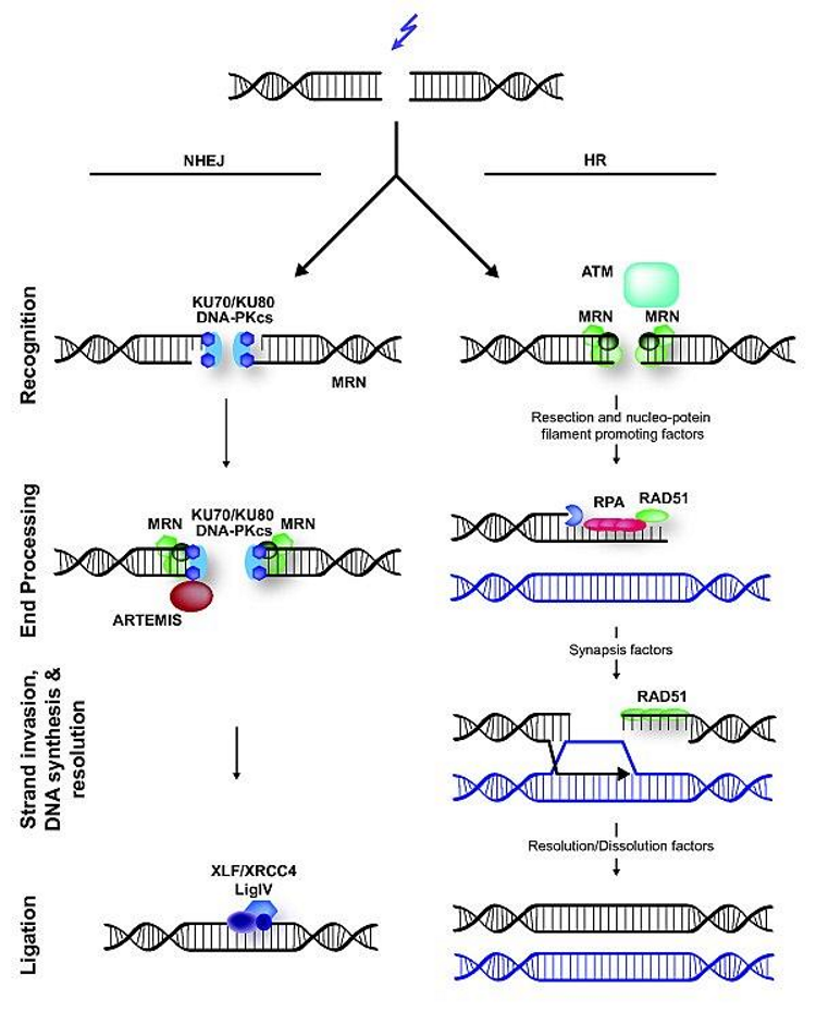 <p>trims or modifies the DNA ends</p>