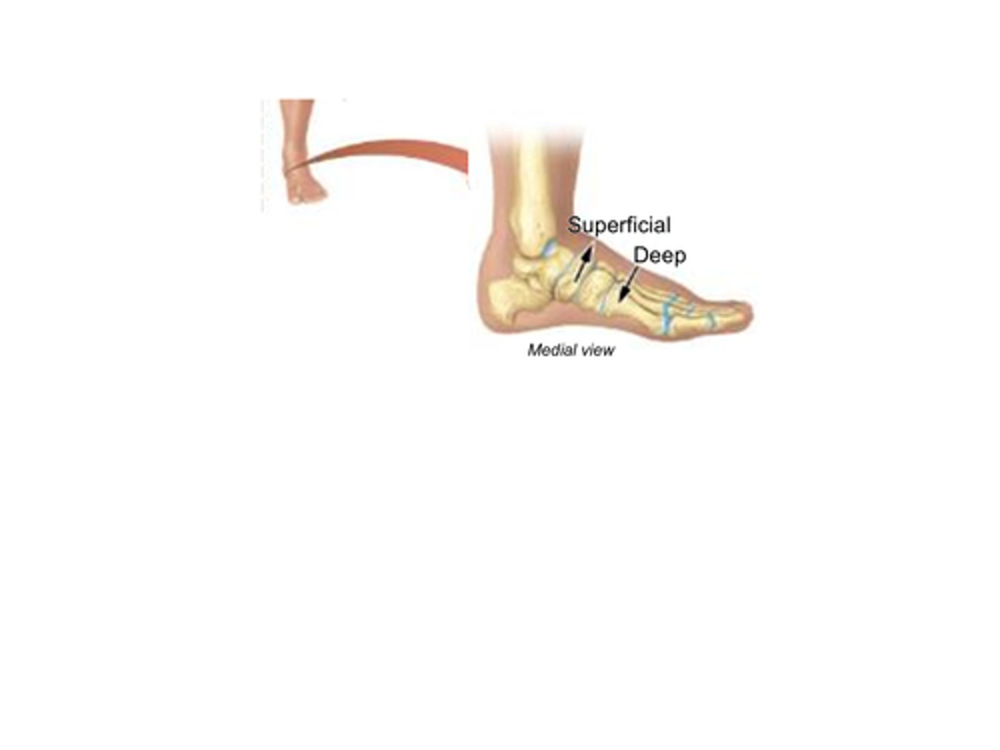 <p>Which term refers to structures that are closer to the surface of the body?</p><p>A) Deep</p><p>B) Superficial</p><p>C) Proximal</p><p>D) Distal</p>