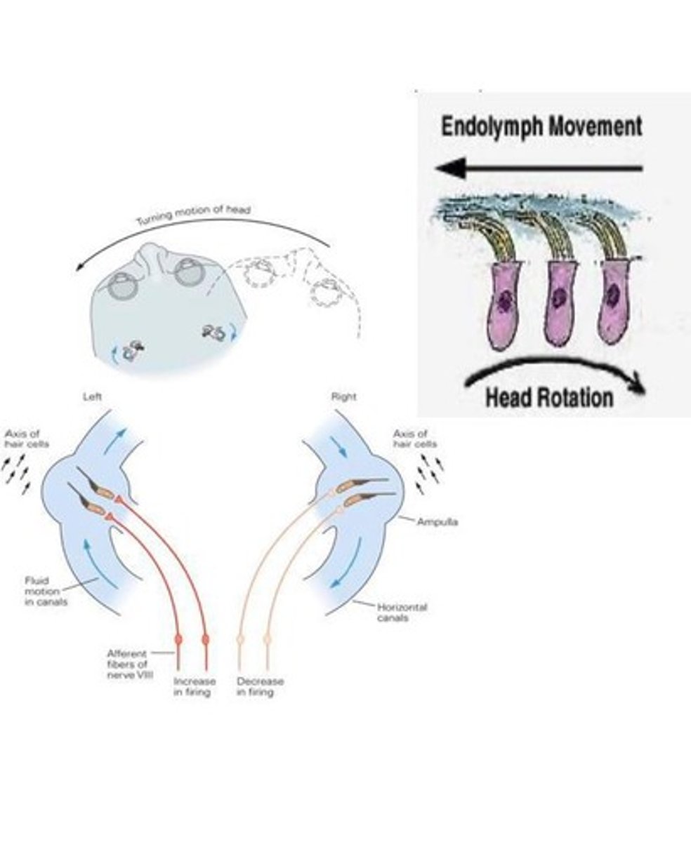 <p>Rotational accelerations.</p>
