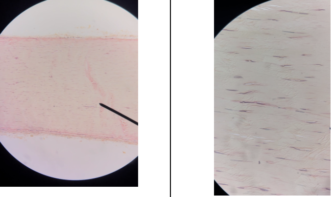 <p>Name this connective tissue type</p>