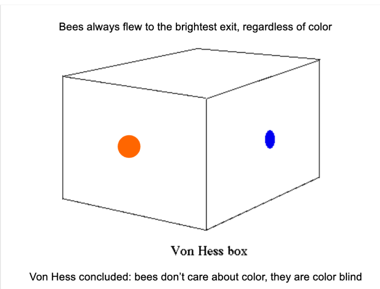 <p>Bee Color Vision Case Study</p>