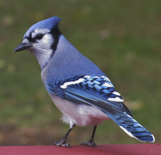 <p>Identify the specimen (common name only)</p>