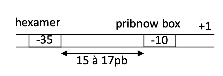 <p>2 consensus sequences : </p><ul><li><p>Hexamer - 35 </p></li><li><p>Pribnow box -10 </p></li></ul><p></p>