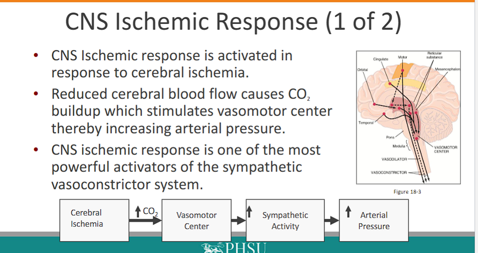 <p>CNS Ischemic Response </p>
