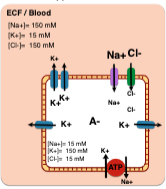 What happens if the cell allows all the ions to move freely?

\
What information would you  \n need in order to calculate the  \n membrane potential (Em) of  \n the a cell permeable to  \n multiple ions?

\
What is the significance of the Goldman-Hodgkin-Kats potential?