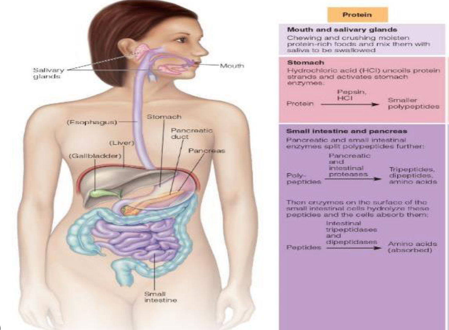 <ol><li><p>mouth: physical breakdown and moistening from chewing and saliva</p></li><li><p>stomach: HCL starts to denature and activates stomach enzymes</p></li><li><p>pancreas + small ints: enzymes from pancreas and small intestine split poly peptides further</p></li><li><p>small intestine: enzymes on surface of small intestine. hydrolyze peptides and now cells can absorb them&nbsp;</p></li></ol><p></p>