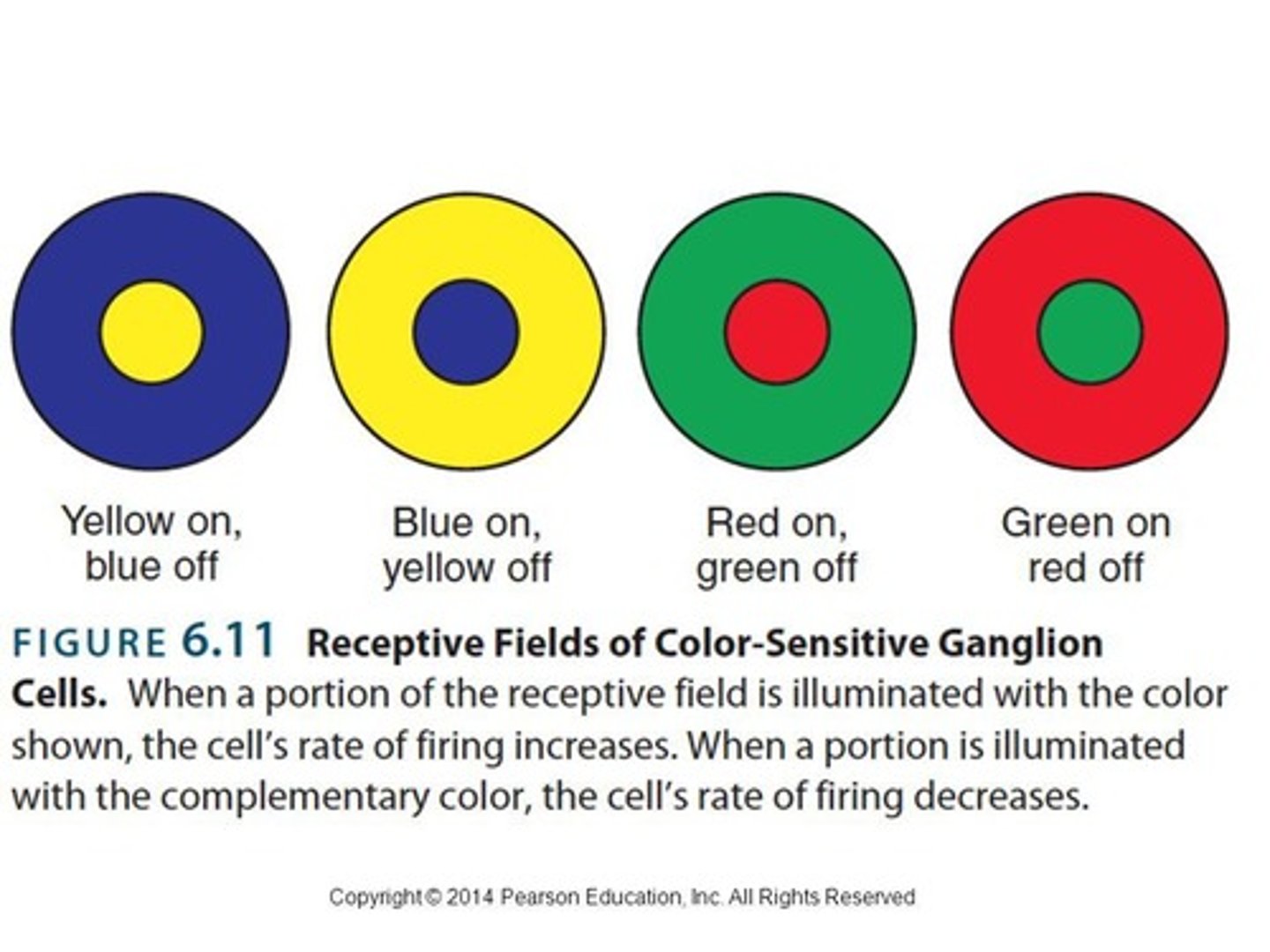 <p>The opponent processes theory posits that color perception is controlled by opposing pairs of colors, and is supported by evidence from color adaptation and contrast.</p>