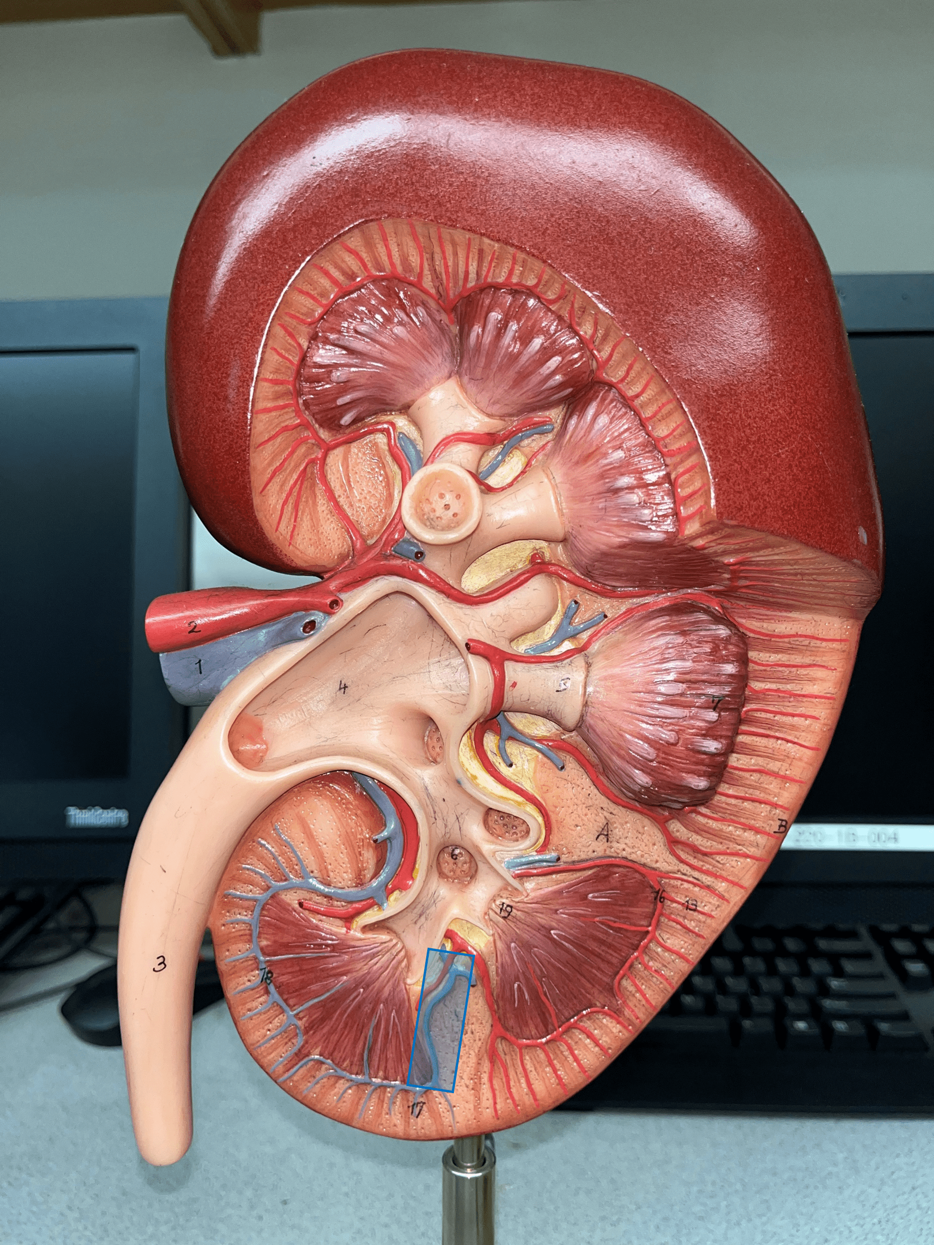 • Extends between the renal pyramids.

• The convergence of arcuate vv.

• Converges into the renal vein.